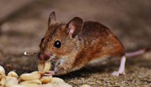 24 Hour & Emergency Exterminators in Williamsburg, WV